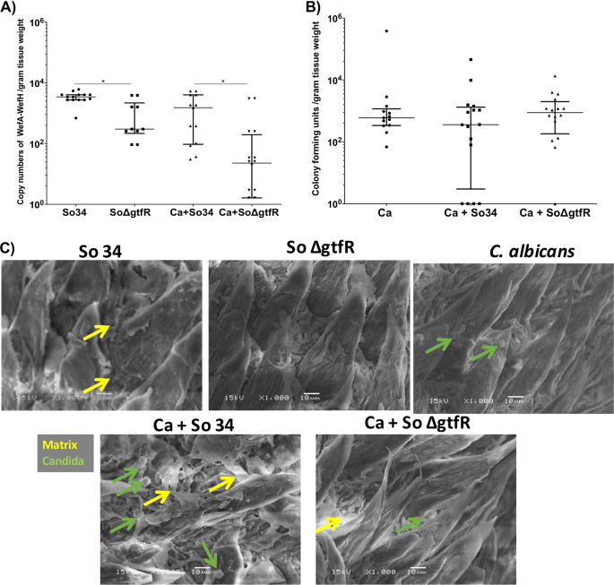 Fig. 7: Role of gtfR in mucosal biofilms in vivo.