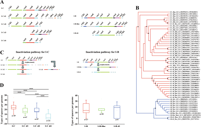 Fig. 2: Genetic inactivation of CRISPR-Cas system commonly occurs in B. cereus group.