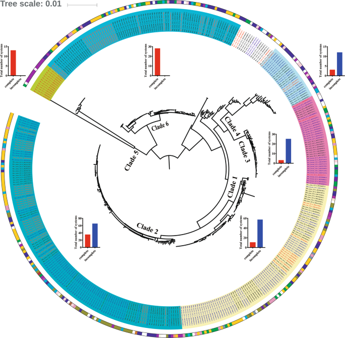 Fig. 3: The distribution of B. cereus group strains with active- or inactive-CRISPR-Cas systems on population structure.