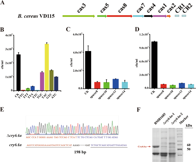 Fig. 6: Functional analysis of the subtype I-C CRISPR-Cas system from B. cereus strain VD115.