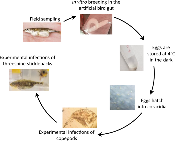 Fig. 1: An ideal experimentally tractable system.