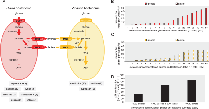 Syntrophic Splitting Of Central Carbon Metabolism In Host Cells Bearing Functionally Different Symbiotic Bacteria The Isme Journal