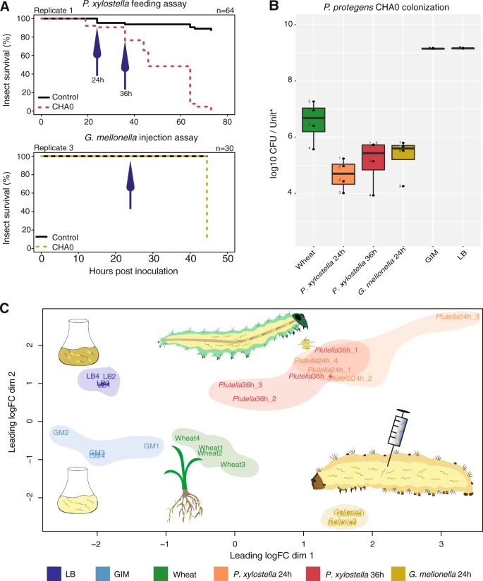 Transcriptome plasticity underlying plant root colonization and insect invasion by Pseudomonas protegens