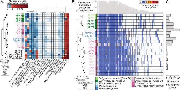 Fig. 2: Distribution of functions and orthologous protein families across genome-sequenced prasinoviruses.