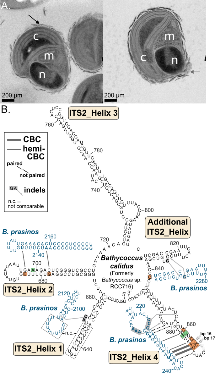 Fig. 5: Cell morphologies and molecular signatures of novel species Bathycoccus calidus, formerly Bathycoccus RCC716, as compared to Bathycoccus prasinos.