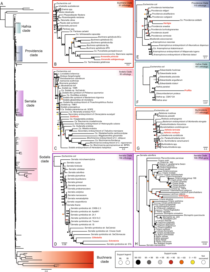 Fig. 2: Phylogenetic relationships of adelgid endosymbionts within each major Adelgidae lineage.