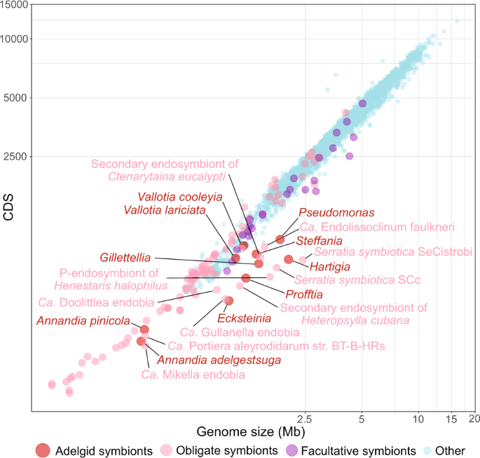 Fig. 5: Relationship between genome size and total number of CDS in genomes of adelgid symbionts and other representative bacteria.