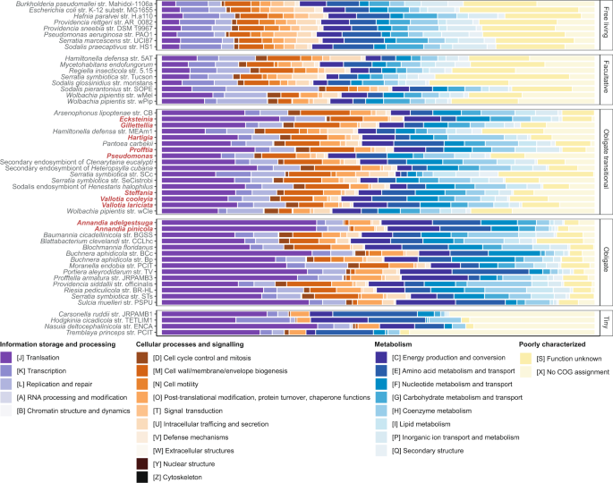 Fig. 6: Classification of protein-coding sequences into general COG functional categories. Uncategorized sequences were assigned to a custom category X.