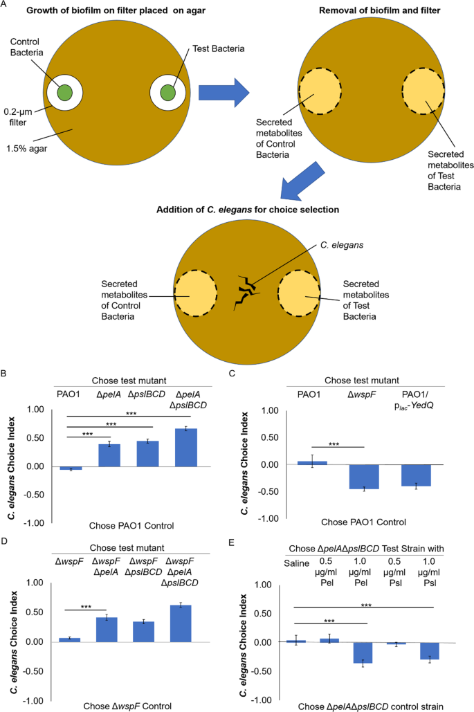 Biofilm matrix cloaks bacterial quorum sensing chemoattractants from  predator detection | The ISME Journal