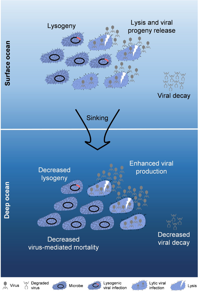 Reduced bacterial mortality and enhanced viral productivity during sinking  in the ocean | The ISME Journal