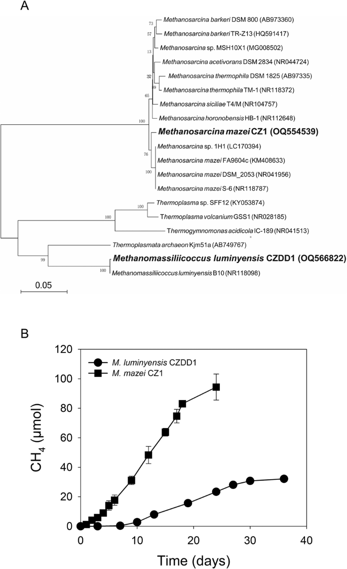 Magnetite Alters the Metabolic Interaction between Methanogens and