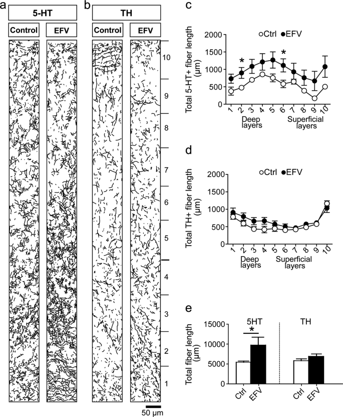 Neurodevelopmental And Behavioral Consequences Of Perinatal Exposure To The Hiv Drug Efavirenz In A Rodent Model Translational Psychiatry