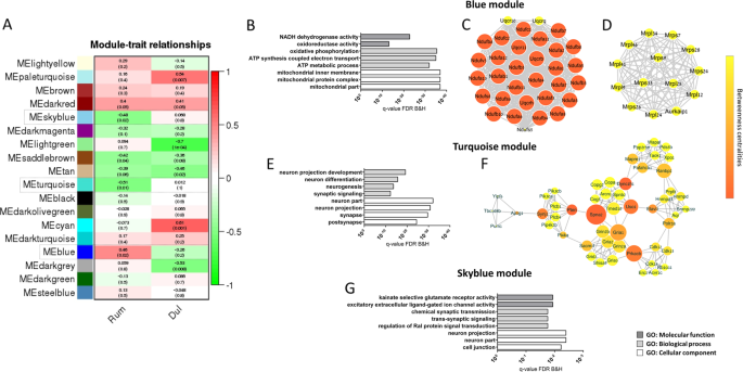 Antidepressants Affect Gut Microbiota And Ruminococcus