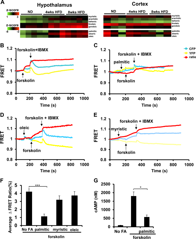 Translational Psyciatry journal pregnancy high fat diet