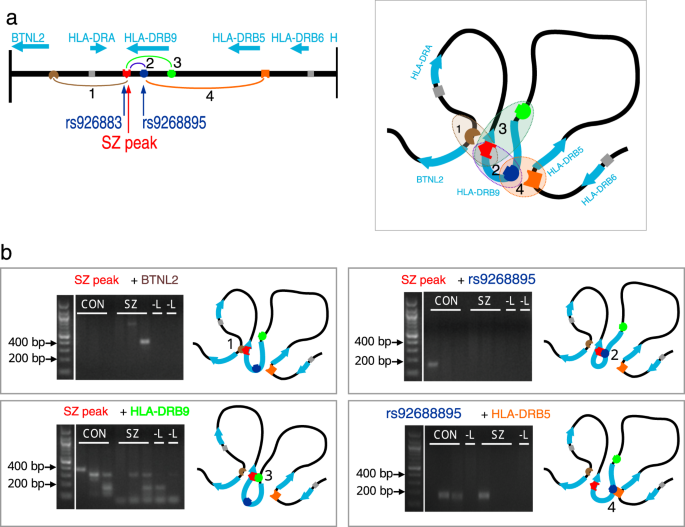 Fig. 3: Putative looping interactions in the HLA-DRB9 locus.