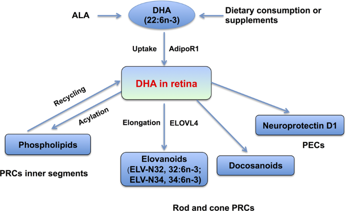 Lipidomics Of The Brain Retina And Biofluids From The Biological Landscape To Potential Clinical Application In Schizophrenia Translational Psychiatry