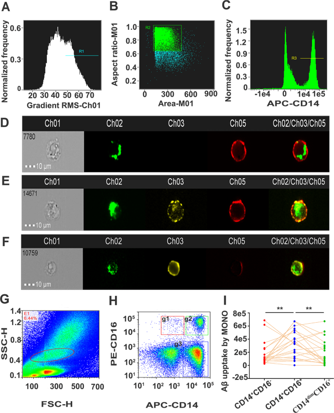 Fig. 1: Imaging flow cytometry of Aβ1-42 uptake of monocyte subsets.