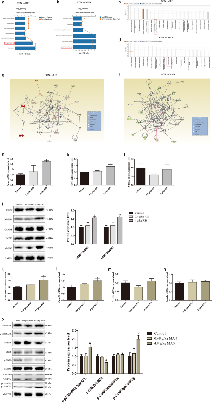 d ribose benefits on Chronic D Ribose And D Mannose Overload Induce Depressive Anxiety Like Behavior And Spatial Memory Impairment In Mice Translational Psychiatry