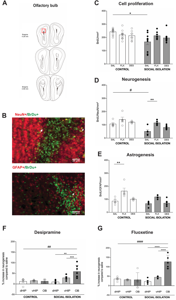 Pro Neurogenic Effect Of Fluoxetine In The Olfactory Bulb Is Concomitant To Improvements In Social Memory And Depressive Like Behavior Of Socially Isolated Mice Translational Psychiatry