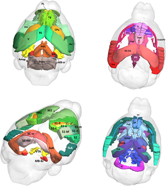 Separable Neural Mechanisms For The Pleiotropic Association Of Copy Number Variants With Neuropsychiatric Traits Translational Psychiatry