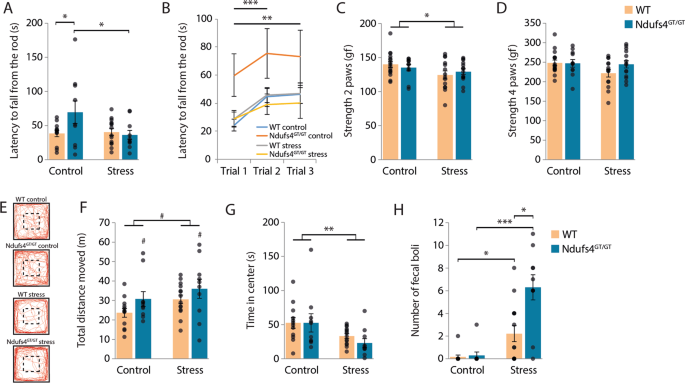 Fig. 2: Lower mitochondrial complex I function in Ndufs4GT/GT mice did not negatively impact locomotor function or grip strength, but Ndufs4GT/GT mice showed slightly more anxiety-related behavior following stress.