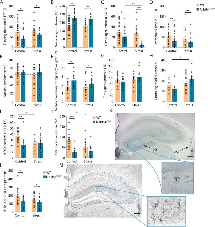 Fig. 3: Ndufs4GT/GT animals showed a more active coping style in the forced swim test (FST) and tail suspension test (TST), they also had less neurogenesis and inflammation in the brain.
