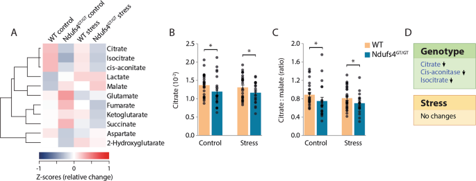 Fig. 5: Ndufs4GT/GT mice show signs of a reverse flux in the tricarboxylic acid (TCA) cycle.