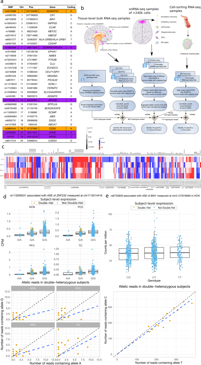 Allele-specific analysis reveals exon- and cell-type-specific regulatory  effects of Alzheimer's disease-associated genetic variants | Translational  Psychiatry