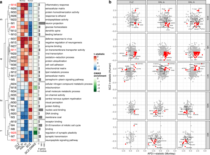 Fig. 2: Consensus WGCNA between human and macaque DLPFC transcriptome data.