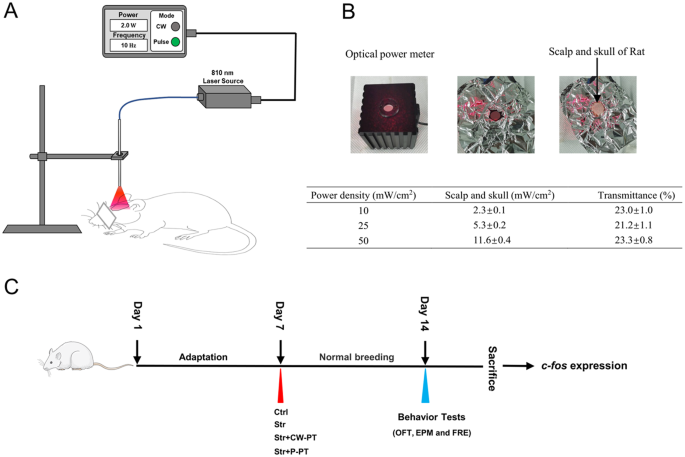 Fig. 1: The detailed procedure for applying phototherapy on rats.