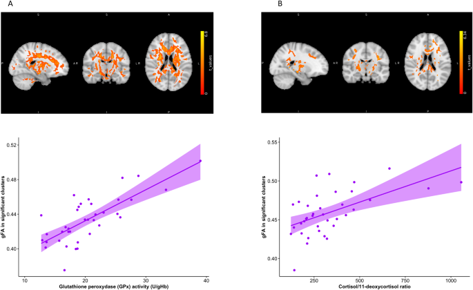glutathione sex drive Sex-specific interactions between stress axis and redox balance are  associated with internalizing symptoms and brain white matter  microstructure in adolescents