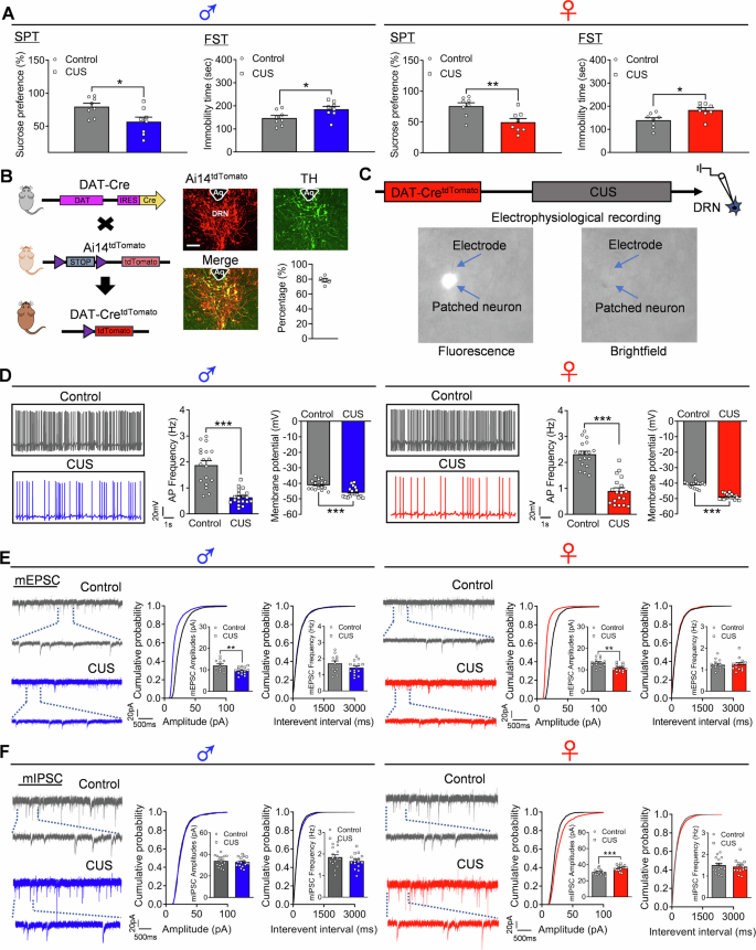 dorsal-raphe-dopaminergic-neurons-target-camkii-neurons-in-dorsal-bed-nucleus-of-the-stria-terminalis-for-mediating-depression-related-behaviors-translational-psychiatry