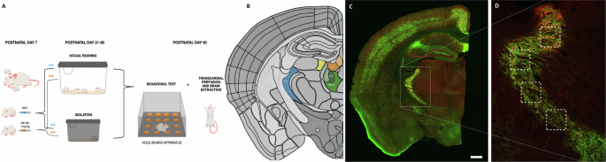 Fig. 1: Distribution of parvalbumin expressing (PV+) neurons (red) and perineuronal nets (PNN) (green, labeled with Wisteria floribunda agglutinin: WFA) in a control animal.