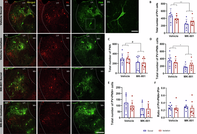 Fig. 4: Analysis of parvalbumin expressing neurons and perineuronal nets in the lateral habenula.
