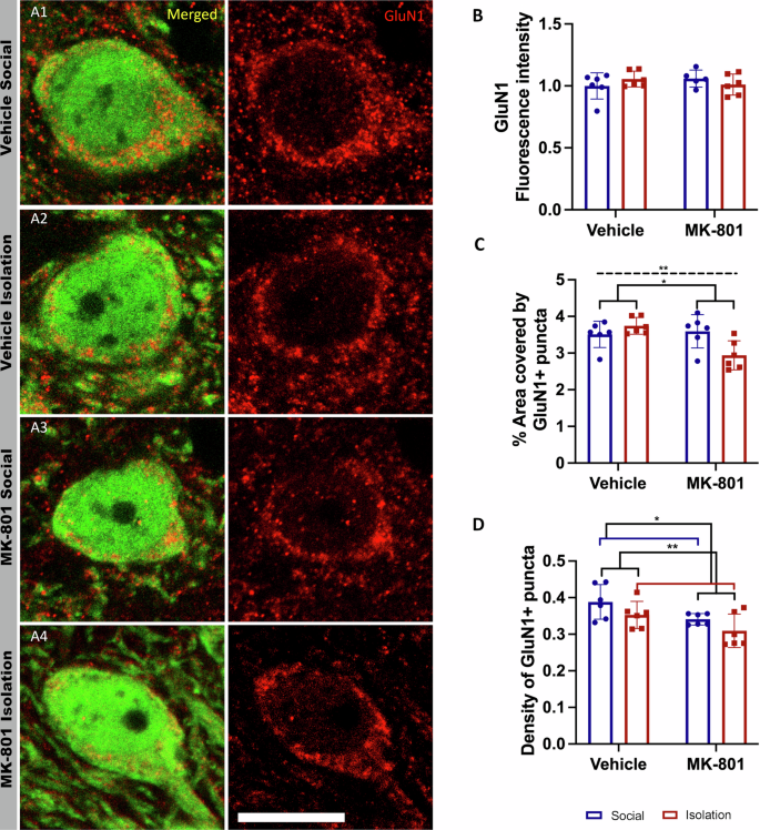 Fig. 5: Analysis of the expression of the NMDA receptor subunit 1 (GluN1) in parvalbumin expressing (PV+) cells of the thalamic reticular nucleus (TRN).