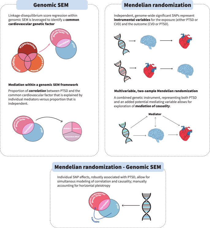 A genetic exploration of the relationship between posttraumatic 