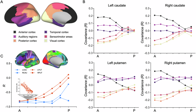 Transcriptomic profiles link corticostriatal microarchitecture to genetics of neurodevelopment and neuropsychiatric risks