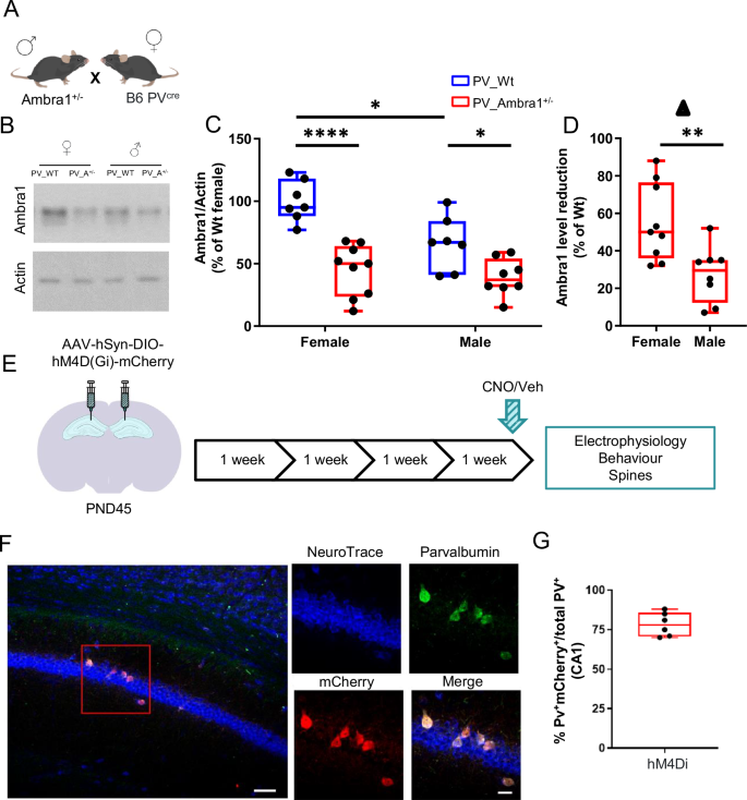 Chemogenetic induction of CA1 hyperexcitability triggers indistinguishable autistic traits in asymptomatic mice differing in Ambra1 expression and sex