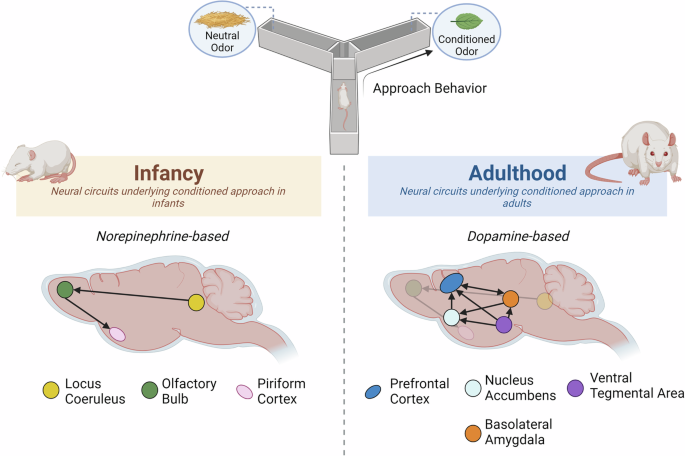 Understanding the development of a functional brain circuit: reward ...