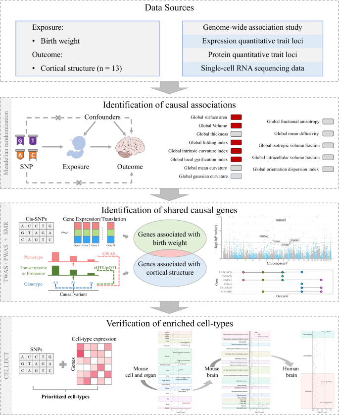 Association and shared biological bases between birth weight and cortical structure