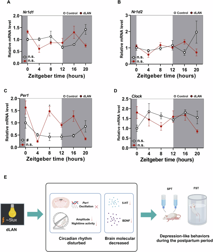 Fig. 5: dLAN caused the loss of Per1 rhythm in postpartum mice hippocampus.