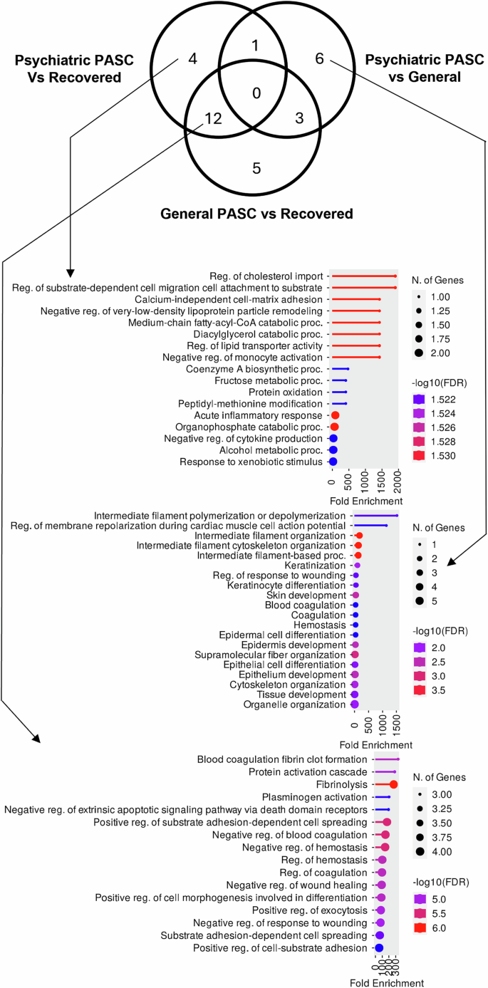 Fig. 2: Biological process in psychiatric PASC-associated DEPs.