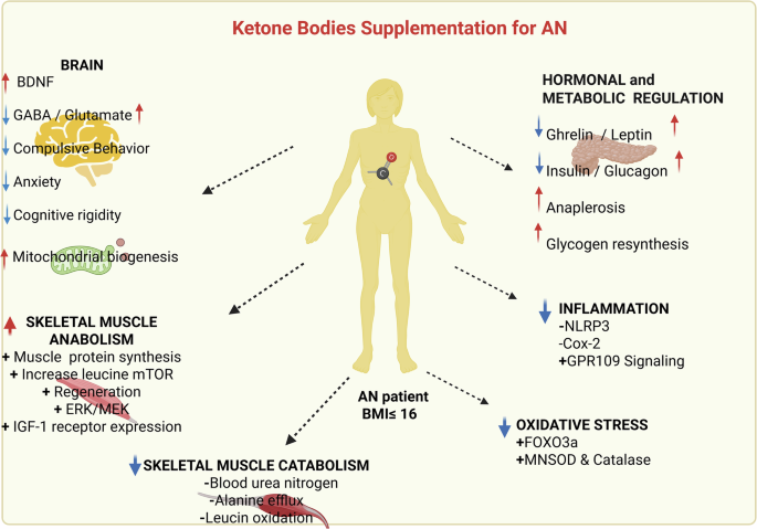 Fig. 2: Potential therapeutic effects of ketone bodies (KB) supplementation in anorexia nervosa (AN).