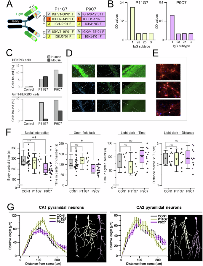 Fig. 1: IgG1 anti-Caspr2 antibodies.