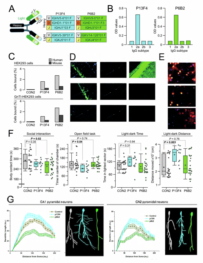 Fig. 2: IgG2 anti-Caspr2 antibodies.