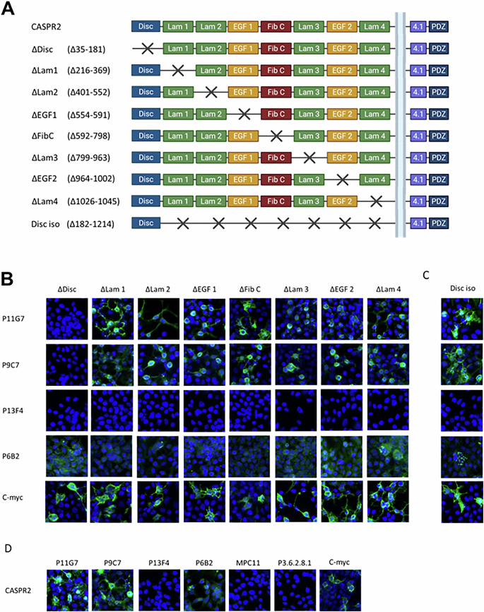 Fig. 3: Identification of anti-Caspr2 antibody target domains.