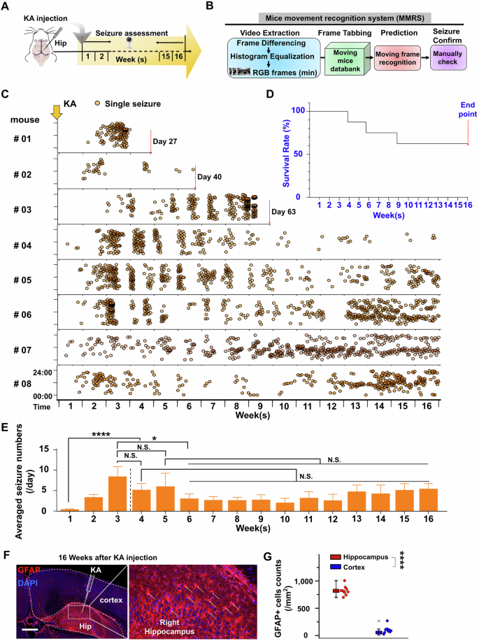 Fig. 1: Development of the epileptic mouse model via intrahippocampal kainic acid (KA) injection.