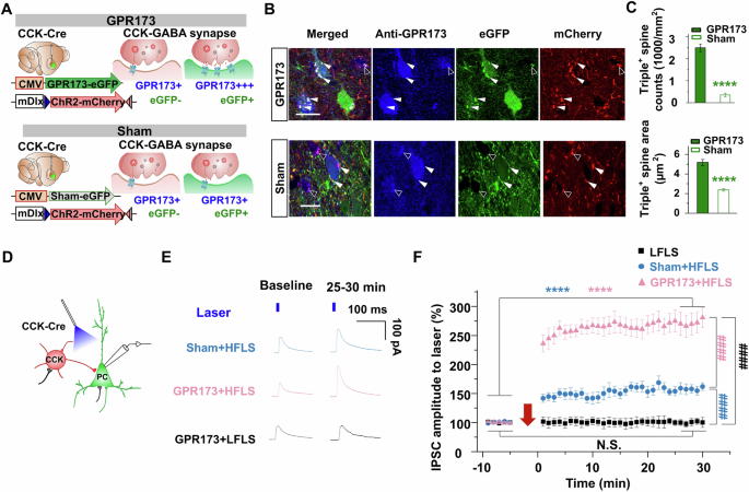 Fig. 2: Upregulation of GPR173 at the CCK-GABA synapses in the cortex enhances iLTP.