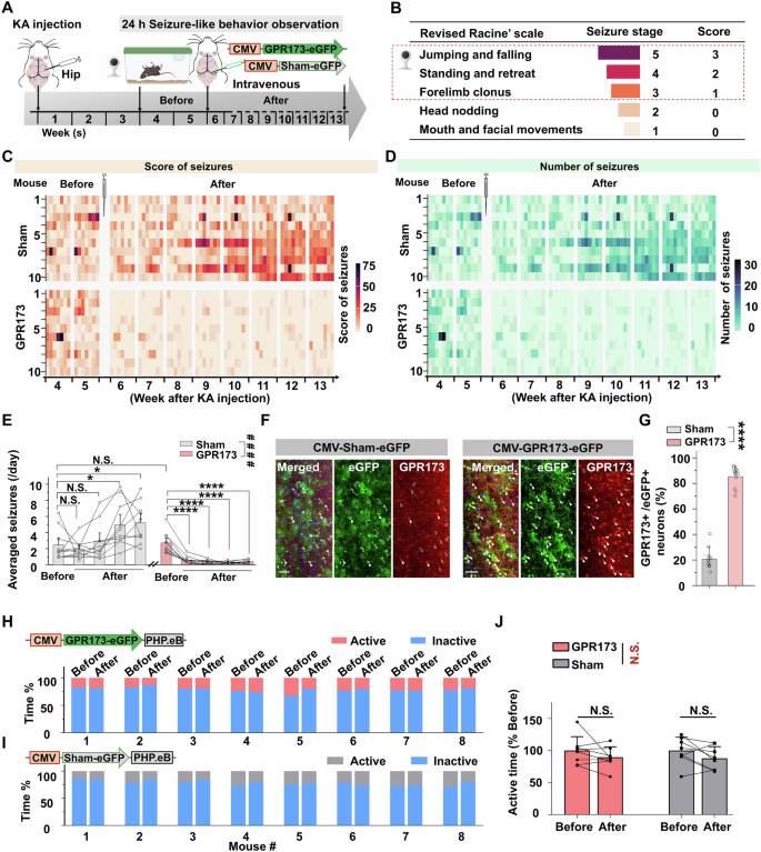 Fig. 3: Upregulation of GPR173-containing AAV vector suppressed kainic acid (KA)-induced epilepsy in mice via CMV-GPR173-eGFP.