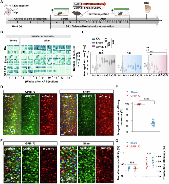 Fig. 5: Overexpression of GPR173 in excitatory neurons suppressed kainic acid (KA)-induced seizures in mice via the synthetic virus CaMKII-GPR173-mCherry.